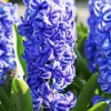 Blue Hyacinth Flower Diamond Painting