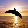 Bottlenose Dolphin Silhouette Diamond Painting