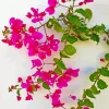 Bougainvillea Branch Diamond Painting