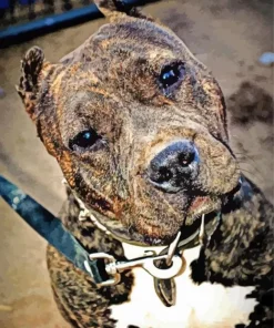 Brindle Pitbull Diamond Painting