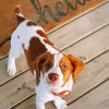 Brittany Spaniel Puppy Dog Diamond Painting
