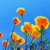 California Poppies Diamond Painting