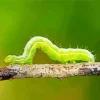 Caterpillar Insect Diamond Painting