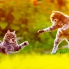 Cats Fighting Diamond Painting
