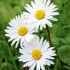 Common Daisy Flowers Diamond Painting