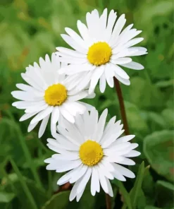 Common Daisy Flowers Diamond Painting