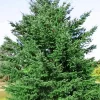 Fir Tree Diamond Painting