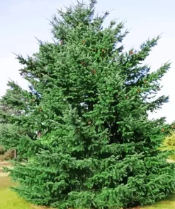 Fir Tree Diamond Painting