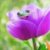 Frog In Flower Diamond Painting