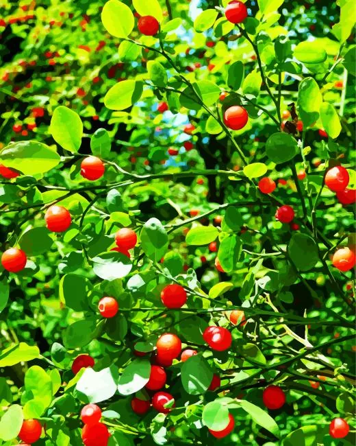 huckleberry plant Diamond Paints Huckleberry Plant Diamond Painting