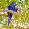 Hyacinth Macaw Bird Diamond Painting