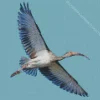 Ibis Bird Flying Diamond Painting