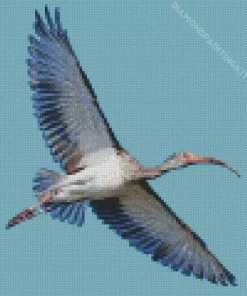 Ibis Bird Flying Diamond Painting