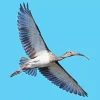 Ibis Bird Flying Diamond Painting