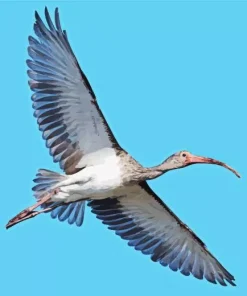 Ibis Bird Flying Diamond Painting