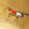 Ichneumon Wasp Diamond Painting