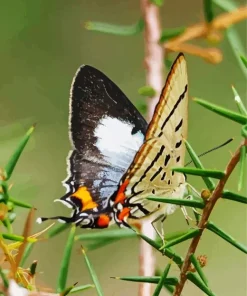 Imperial Blue Butterfly Diamond Painting