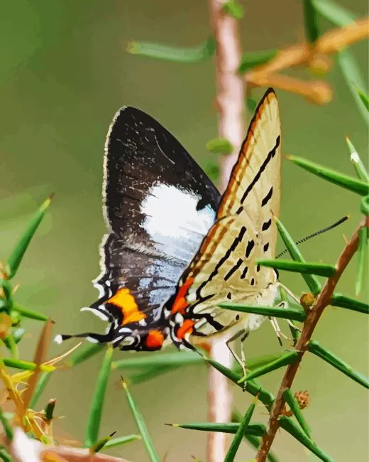 imperial blue butterfly Diamond By Numbers Imperial Blue Butterfly Diamond Painting