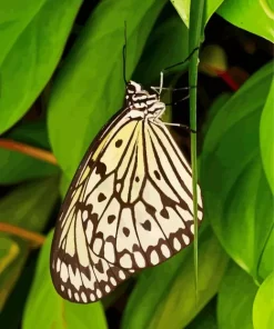 Large Tree Nymph Diamond Painting