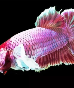 Lavender Betta Fish Diamond Painting