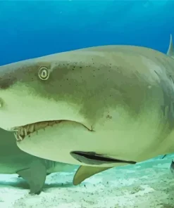 Lemon Shark Diamond Painting