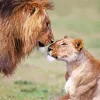 Lion And Lioness Diamond Painting