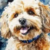 Maltipoo Diamond Painting