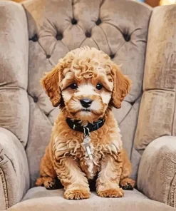 Maltipoo Dog Diamond Painting