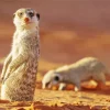 Meerkat Animal Diamond Painting