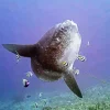 Mola Fish Diamond Painting
