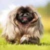 Pekingese Dog Diamond Painting