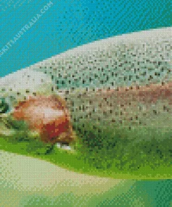 Rainbow Trout Fish Diamond Painting