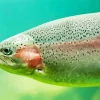 Rainbow Trout Fish Diamond Painting