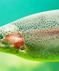 Rainbow Trout Fish Diamond Painting