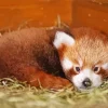 Red Panda Diamond Painting