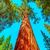 Redwood Tree Diamond Painting