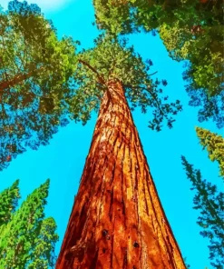 Redwood Tree Diamond Painting