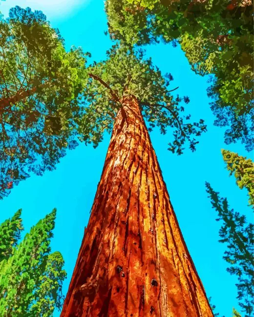 redwood tree Diamond Paints Redwood Tree Diamond Painting