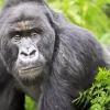 Silverback Gorilla Diamond Painting