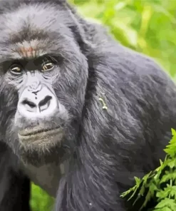 Silverback Gorilla Diamond Painting