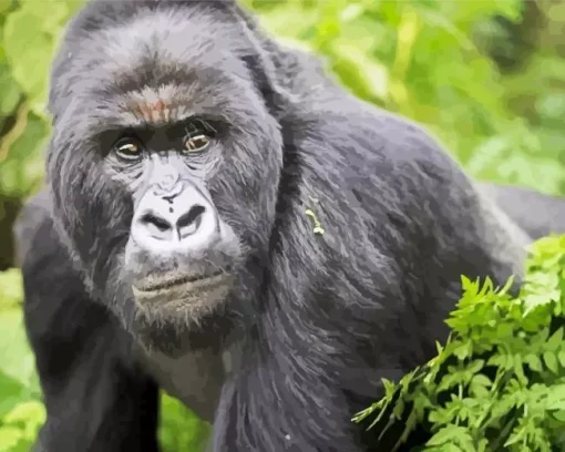Silverback Gorilla Diamond Painting