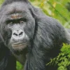 Silverback Gorilla Diamond Painting