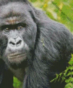 Silverback Gorilla Diamond Painting