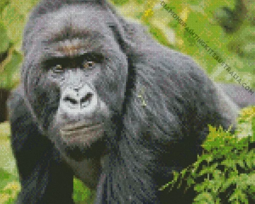 Silverback Gorilla Diamond Painting