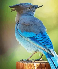Stellers Jay Bird Diamond Painting