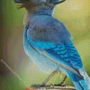 Stellers Jay Bird Diamond Painting