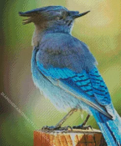 Stellers Jay Bird Diamond Painting