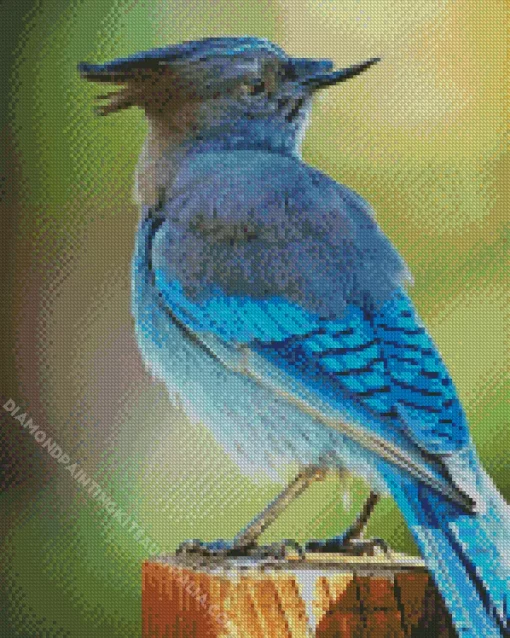 Stellers Jay Bird Diamond Painting