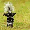 Striped Skunk Diamond Painting
