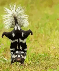 Striped Skunk Diamond Painting